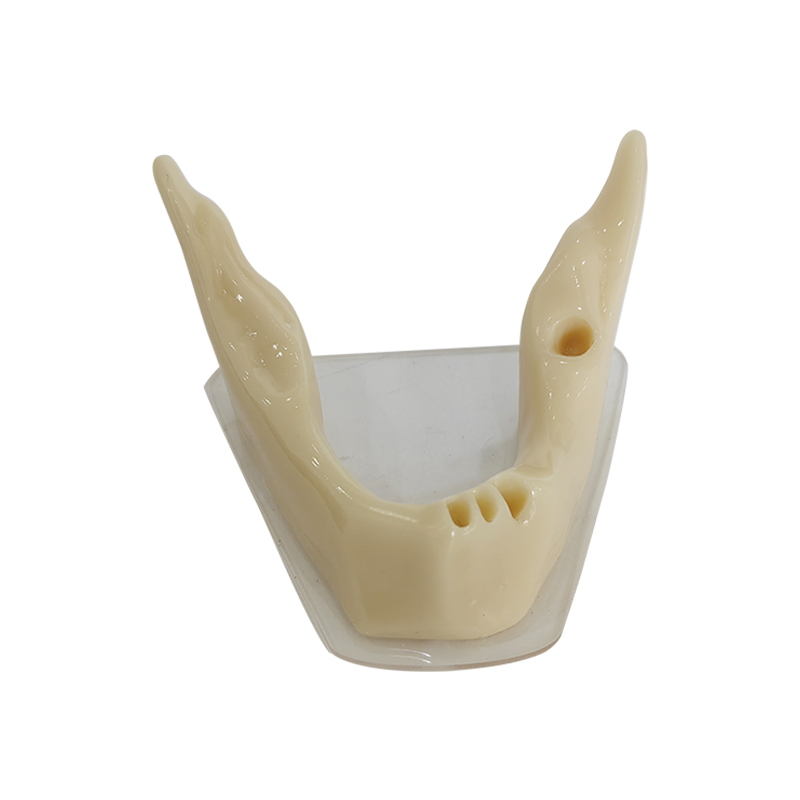 UM-HZ8 Anatomically Shaped Bone Mandible for Implant Placement Practice